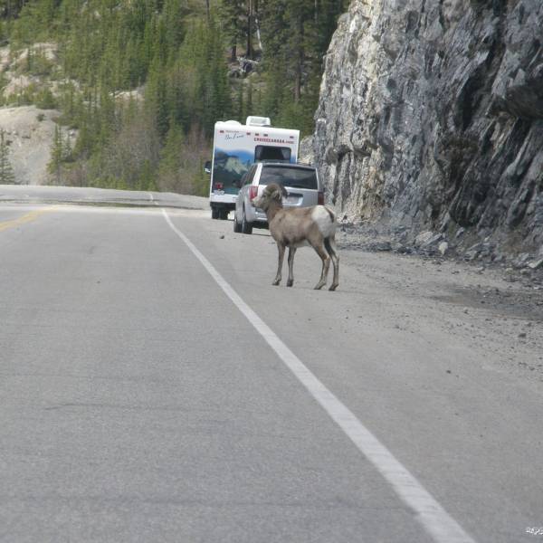 COSTA OVEST - Icefield Parkway - Parte 6 from Columbia Icefiled to Jasper