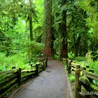 COSTA OVEST - Cathedral Groove, la foresta incantata.